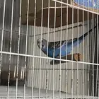 للبيع طير حب منتج مكس هوالندي وباكستاني