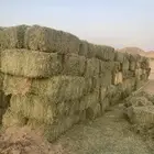 برسيم صافي