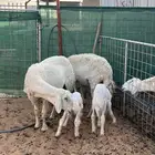 حريات متابيع 2 معها 2