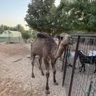 حاشي لباني مغلق