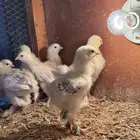 صوص براهما كولمبي ( تم البيع ) الله يبارك للبايع و المشتري