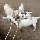 ذكران طيبه وشحم