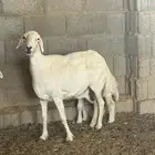 شاه تحتها خروف