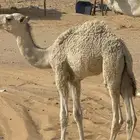 حوار ضيار قصب