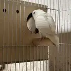 للبيع جوز روز مشروط منتج