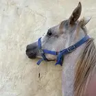 مهر من فواخر الشعبي