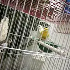 كناري ابيض ساده ذكر تغريد نار ذكر كناري ابيض بسمكتين حبشي