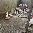 اجوز حمام فرنسي