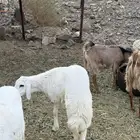 رخل للبيع