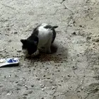 قطة تحتاج مساعده