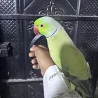 ذكر دره هندي اليف(تم البيع)