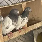 حمام بكستاني تديدي
