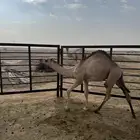 حاشي حر للبيع
