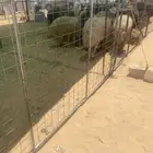 نوفر ذبائح فأخر وطيب و جذع