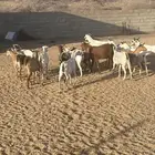 معزء جنوبيه بفحلها