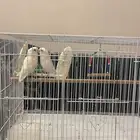 زوج روز البينو عيون حمر اليف منتج