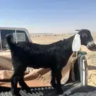 تيس عارضي العمر 3شهور ونص