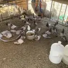 البيع حمام فرنسي سوبر جانبو