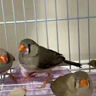 للبيع زيبرا ذكر
