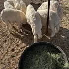 بهم حري