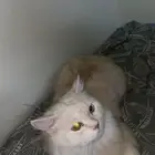 شيرازي 10 شهور
