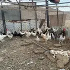 المدينه وادي الفرع