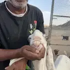 السيل الصغير