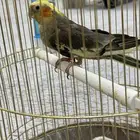 طير كروان
