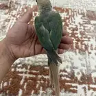 كنيور سيلمون تركواز