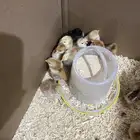 صوص رومي وصوص فرنسي