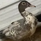 للبيع ذكور بط مصري