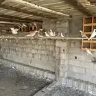 قمري هولندي