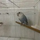 ذكر روز