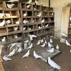 حمام مصري منتج