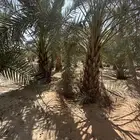 نخل مثمر أسعار وجوده