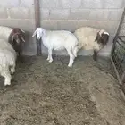 بهم نعيم للبيع