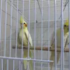 زوج كروان لاتنيو