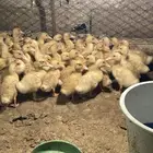 للبيع بط بكيني
