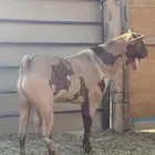 للبيع تيس جنوبي حار