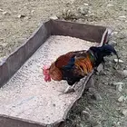 ديوك للبيع