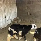 طليان