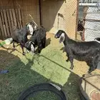 معزا دفعع تبي تولد واصل