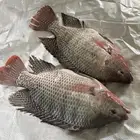 سمك بلطي طازج