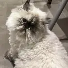 قطة هملايا للتبني