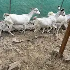 ماعز بيشيات صنف الصنف