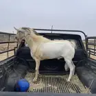 تيس فحل فاخر