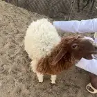 رخل للبيع