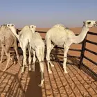 قعدان للبيع