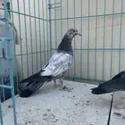 حمام باكستاني تم البيع
