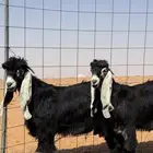 تيوس عوارض مشاريع فحول